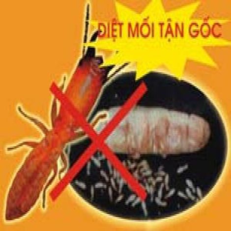 Dịch vụ diệt mối tận gốc tại Thanh Hóa